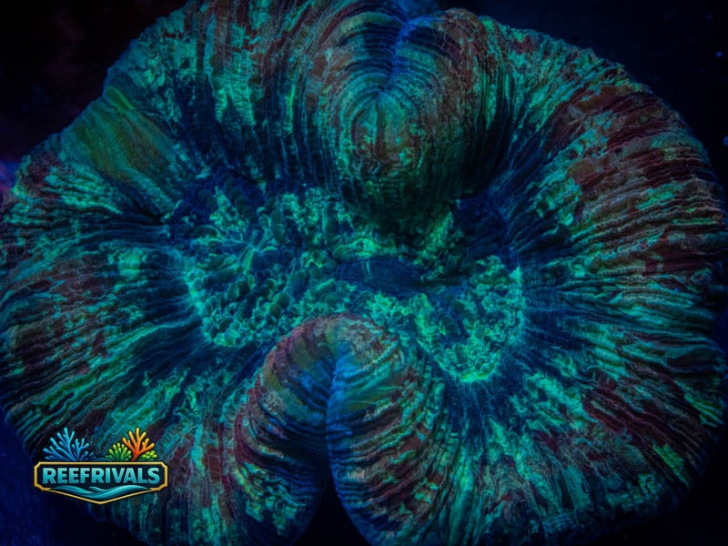 RVL Indo Trachy (Medium) WYSIWYG coral image | ReefRivals RVL Indo Trachy (Medium) coral image from ReefRivals, listed as Trachyphyllia sp. and LPS Fleshy