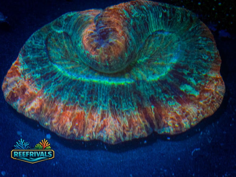 RVL Ultra Rainbow Trachyphyllia WYSIWYG coral image | ReefRivals RVL Ultra Rainbow Trachyphyllia coral image from ReefRivals, listed as Trachyphyllia sp. and LPS Fleshy