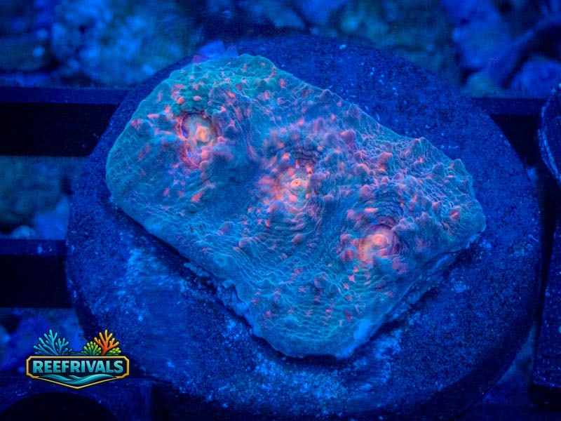 TSA Miami Hurricane Chalice coral image from ReefRivals, listed as Echinophyllia sp. and Chalices
