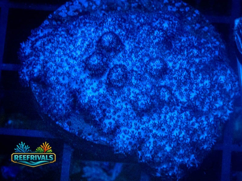 RC Blueberry Porites WYSIWYG coral image | ReefRivals RC Blueberry Porites coral image from ReefRivals, listed as Porites sp. and SPS Branching
