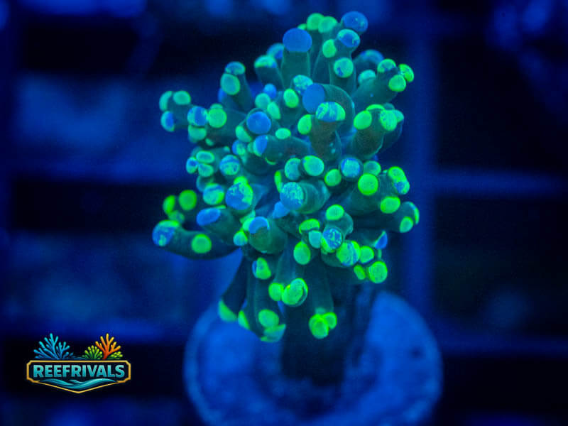 RVL Green Splatter Frammer coral image from ReefRivals, listed as Zoanthus sp. and Zoas