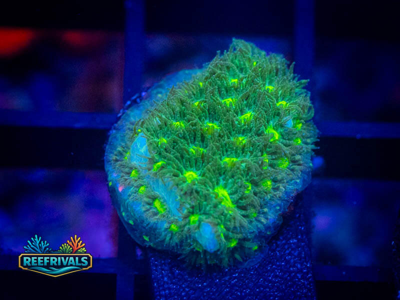CE She Hulk Leptastrea WYSIWYG coral image | ReefRivals CE She Hulk Leptastrea coral image from ReefRivals, listed as Leptastrea sp. and Encrusting