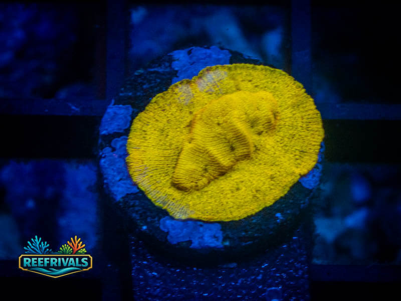 RVL 24K Lepto coral image from ReefRivals, listed as Leptoseris sp. and Encrusting