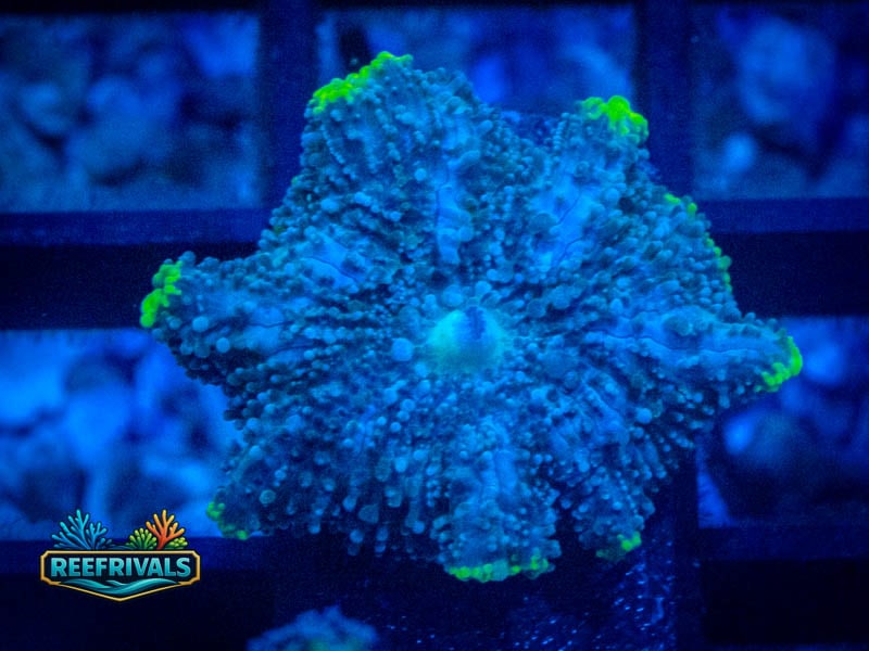 RVL Toxic Rim Mushroom WYSIWYG coral image | ReefRivals RVL Toxic Rim Mushroom coral image from ReefRivals, listed as Discosoma sp. and Mushrooms