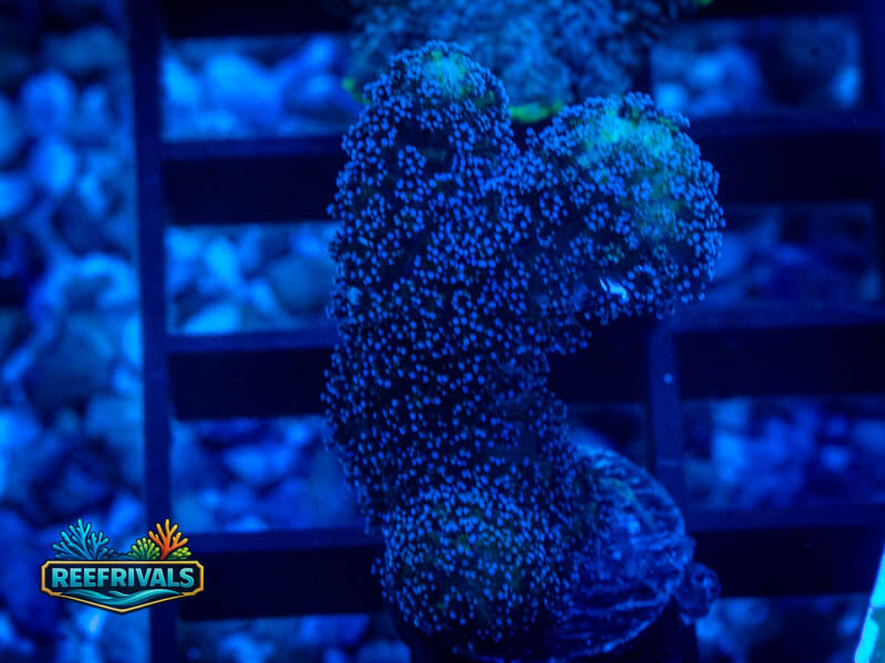 RVL Twin Stylo coral image from ReefRivals, listed as Stylophora sp. and LPS Branching