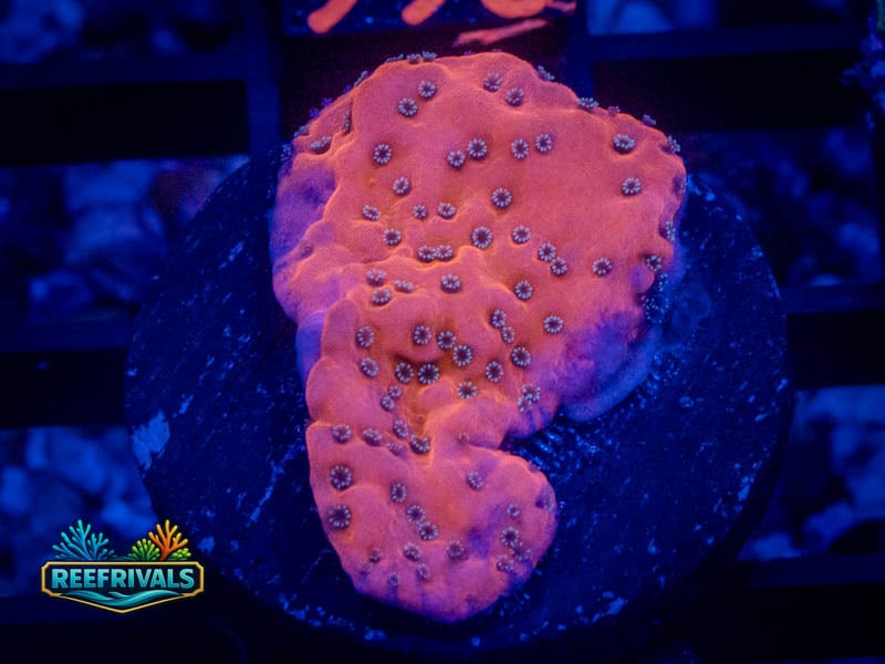 WWC Dragonfruit Monti WYSIWYG coral image | ReefRivals WWC Dragonfruit Monti coral image from ReefRivals, listed as Montipora sp. and Montis