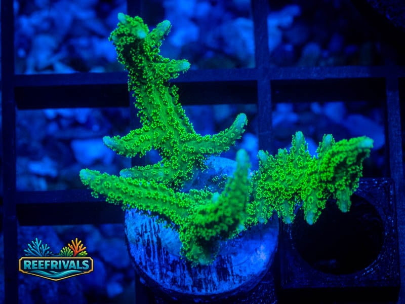 RVL Neon Green Birdsnest coral image from ReefRivals, listed as Seriatopora sp. and SPS Branching
