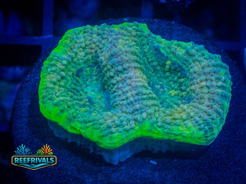 TG Mt. Dew Favia coral image from ReefRivals, listed as Favia sp. and Favias