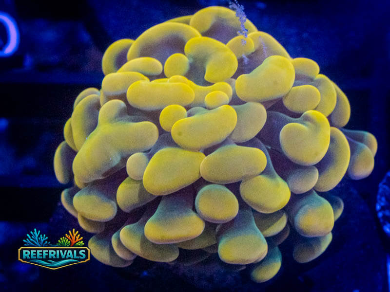 CA Golden Rainbow Hammer WYSIWYG coral image | ReefRivals CA Golden Rainbow Hammer coral image from ReefRivals, listed as Fimbriaphyllia ancora and Hammers