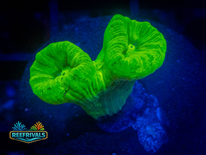 RVL Kryptonite Candy Cane coral image from ReefRivals, listed as Caulastrea sp. and LPS Branching