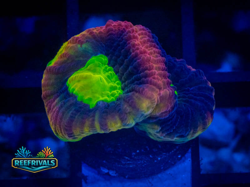 ECC Dragon Soul Favia coral image from ReefRivals, listed as Favia sp. and Favias