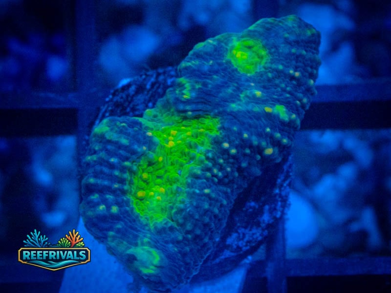 RVL Uranium Echinata WYSIWYG coral image | ReefRivals RVL Uranium Echinata coral image from ReefRivals, listed as Micromussa sp. and Acans
