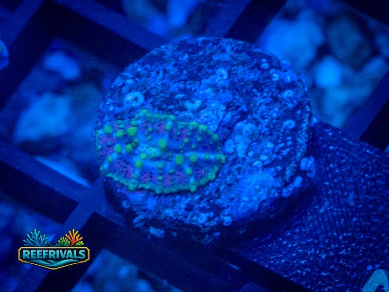 RVL Yellow Oxide Mushroom coral image from ReefRivals, listed as Rhodactis spp. and Mushrooms