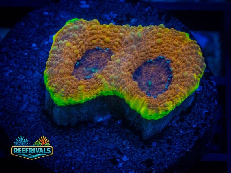 UC Orange Crush Echinata WYSIWYG coral image | ReefRivals UC Orange Crush Echinata coral image from ReefRivals, listed as Micromussa sp. and Acans