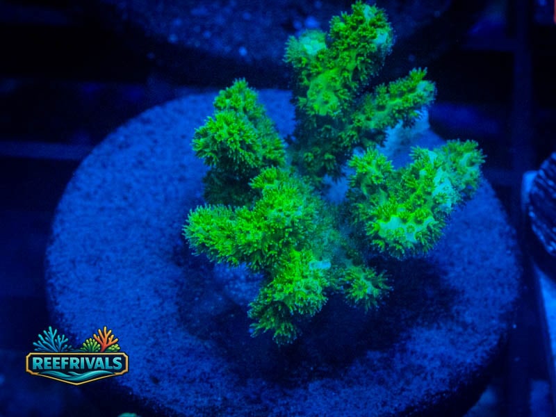TSA Neon Green Pocillopora coral image from ReefRivals, listed as Pocillopora sp. and SPS Branching