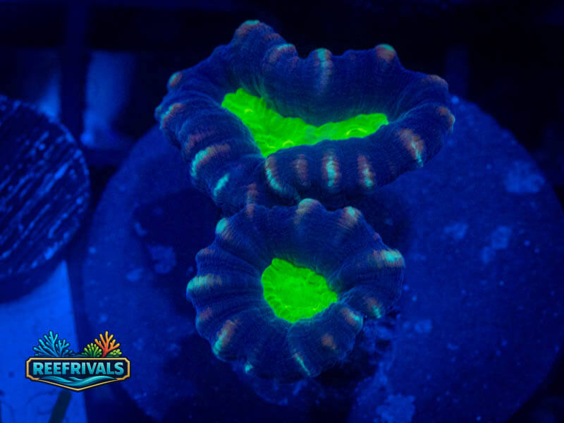 WWC Alien Eye Candy Cane WYSIWYG coral image | ReefRivals WWC Alien Eye Candy Cane coral image from ReefRivals, listed as Caulastrea sp. and LPS Branching