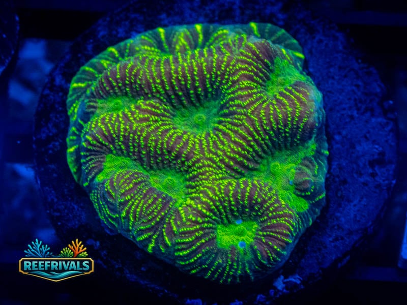 JF High Voltage Platy WYSIWYG coral image | ReefRivals JF High Voltage Platy coral image from ReefRivals, listed as Platygyra sp. and Encrusting