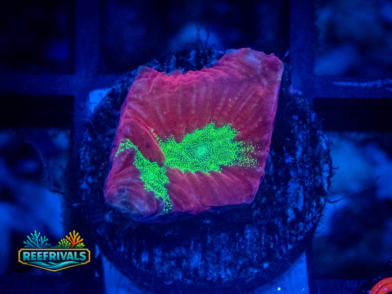 VA War Coral WYSIWYG image | ReefRivals VA War Coral coral image from ReefRivals, listed as Favites sp. and Favias