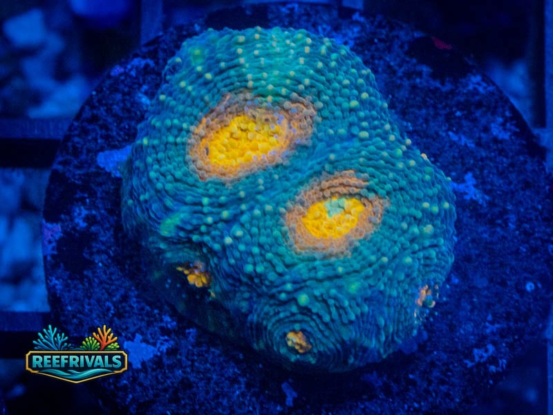 TG Mystery Eye Center Echinata WYSIWYG coral image | ReefRivals TG Mystery Eye Center Echinata coral image from ReefRivals, listed as Micromussa sp. and Acans