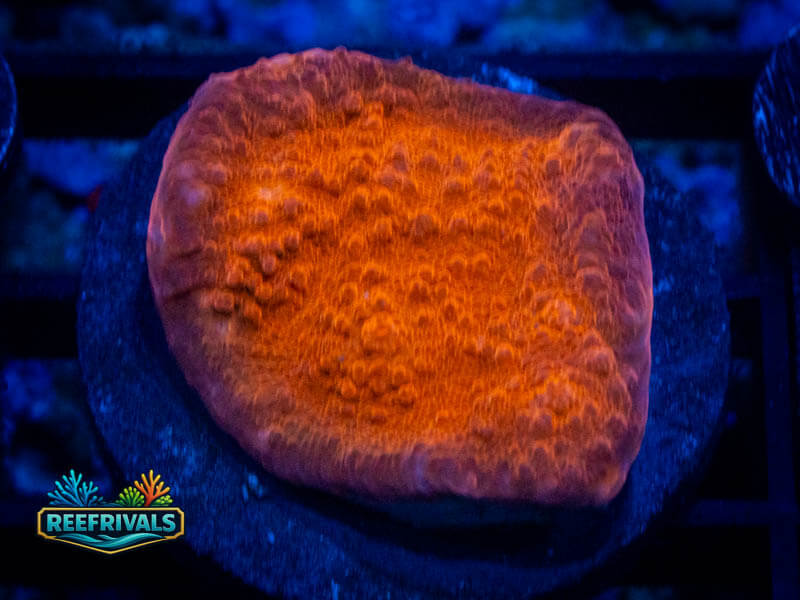 WWC Orenji Chalice coral image from ReefRivals, listed as Echinophyllia sp. and Chalices