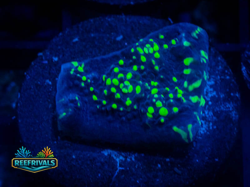 RVL Space Green Chalice coral image from ReefRivals, listed as Echinophyllia sp. and Soft Coral