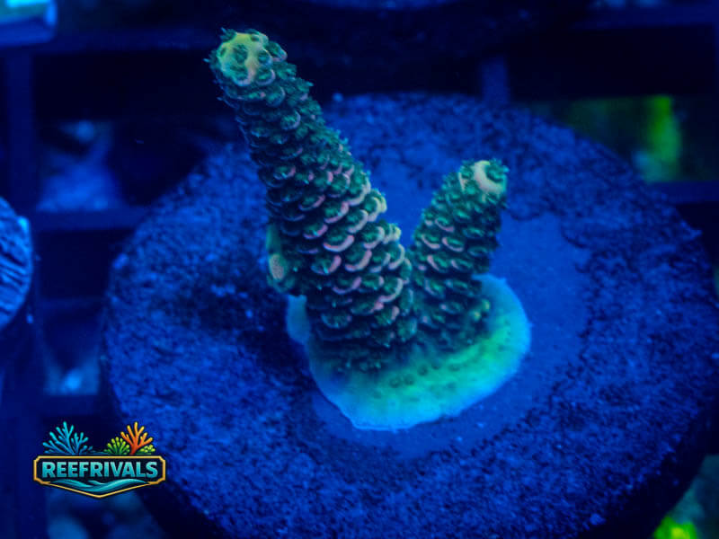 ARC Rainbow Spath Acro WYSIWYG coral image | ReefRivals ARC Rainbow Spath Acro coral image from ReefRivals, listed as Acropora sp. and Acros
