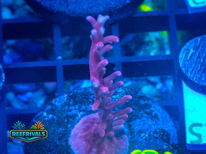 TSA Plum Crazy Dragon Acro WYSIWYG coral image | ReefRivals TSA Plum Crazy Dragon Acro coral image from ReefRivals, listed as Acropora sp. and Acros