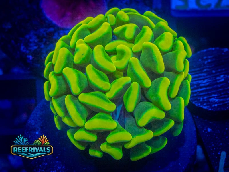 WWC Radioactive Yellow Branching Hammer coral image from ReefRivals, listed as Fimbriaphyllia ancora and Hammers