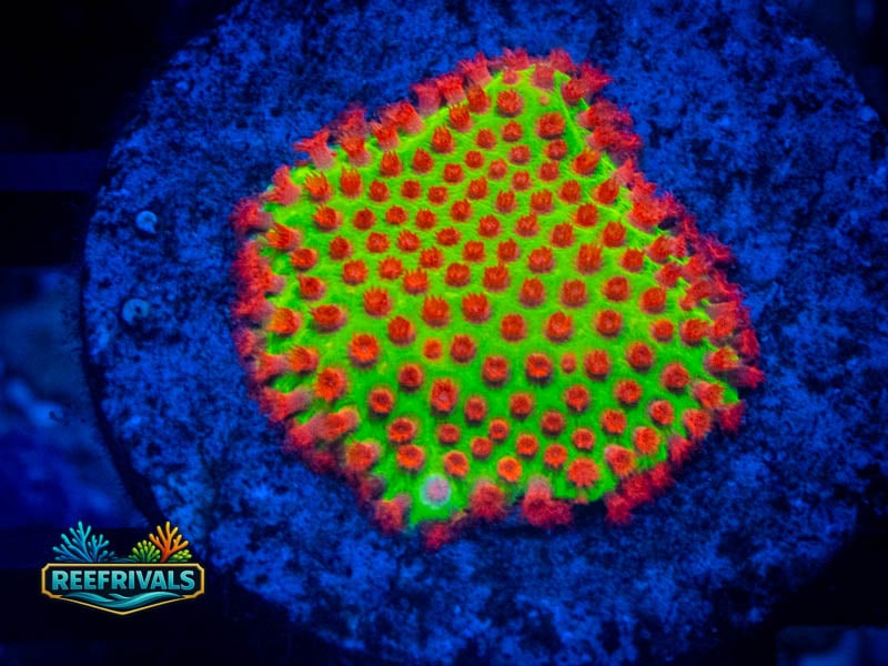 WWC Grinchy Porites coral image from ReefRivals, listed as Porites sp. and SPS Branching