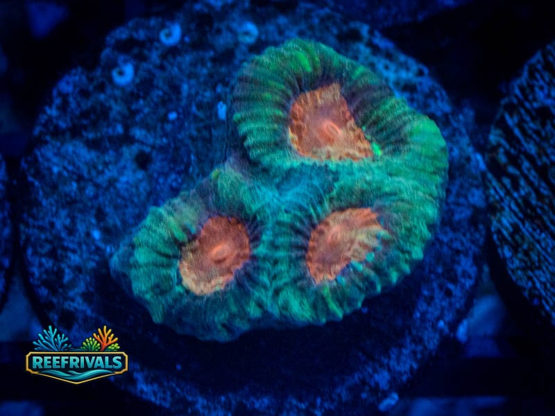 WWC Honeypot Favia coral image from ReefRivals, listed as Favia sp. and Favias