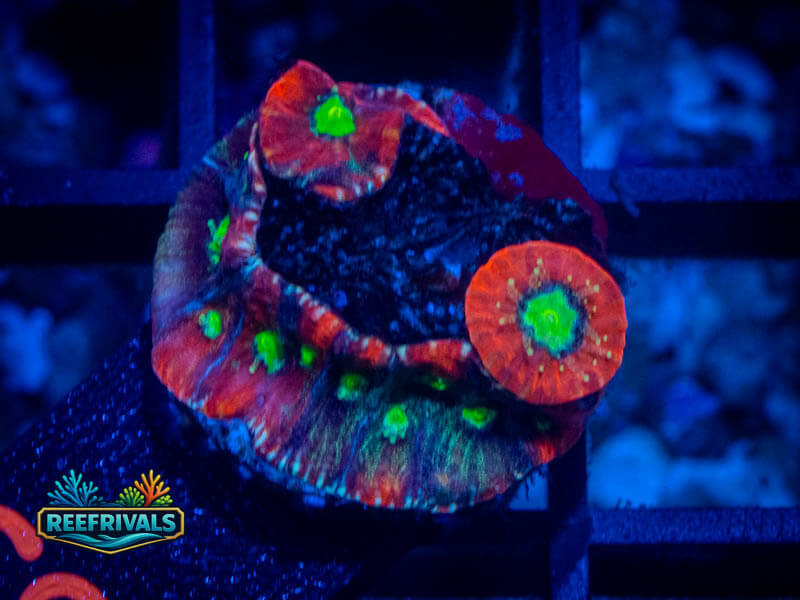 JF Sector 001 Favites coral image from ReefRivals, listed as Favites sp. and Favias