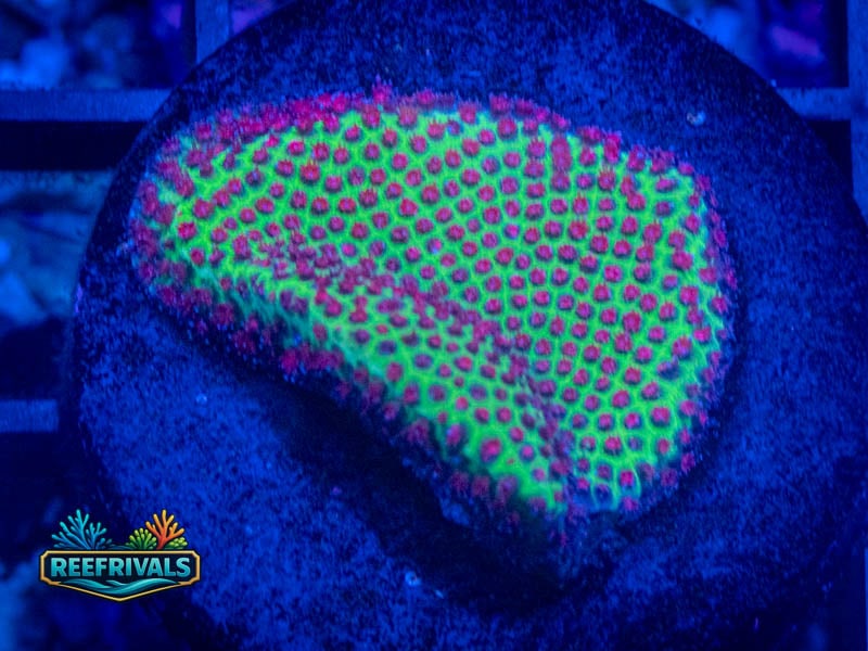 WWC Grinch Porites WYSIWYG coral image | ReefRivals WWC Grinch Porites coral image from ReefRivals, listed as Porites sp. and SPS Branching