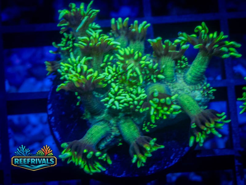 RVL Lemon Lime Goni coral image from ReefRivals, listed as Goniopora sp. and Gonis