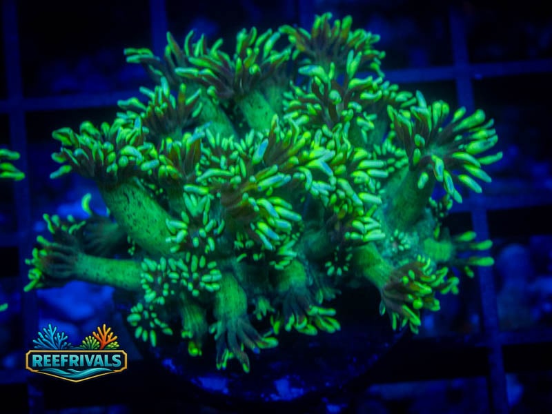 RVL Lemon Lime Goni coral image from ReefRivals, listed as Goniopora sp. and Gonis