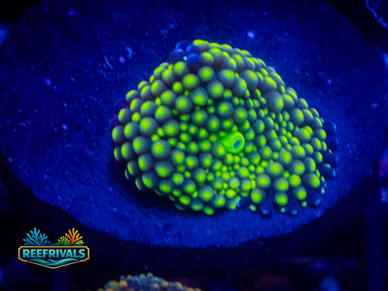 TSA Lemon Lime Ricordea Mushroom WYSIWYG coral image | ReefRivals TSA Lemon Lime Ricordea Mushroom coral image from ReefRivals, listed as Ricordea florida and Mushrooms