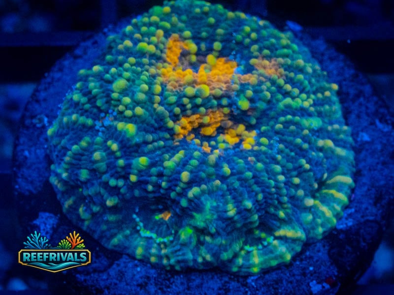 RVL OJ Favia coral image from ReefRivals, listed as Favia sp. and Favias