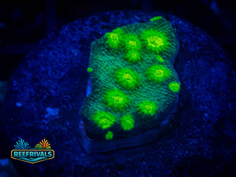 CA Hollywood Stunner Chalice WYSIWYG coral image | ReefRivals CA Hollywood Stunner Chalice coral image from ReefRivals, listed as Echinophyllia sp. and Chalices