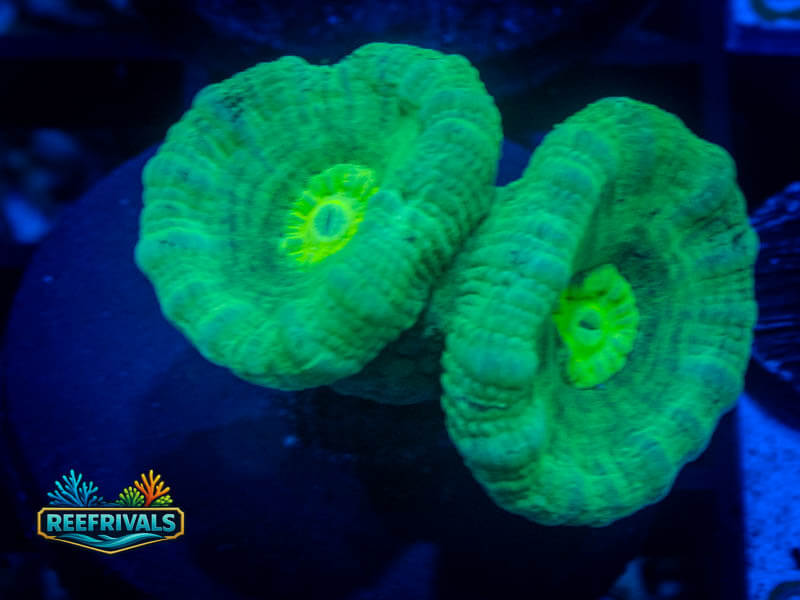 RVL Spearmint Candy Cane WYSIWYG coral image | ReefRivals RVL Spearmint Candy Cane coral image from ReefRivals, listed as Caulastrea sp. and LPS Branching