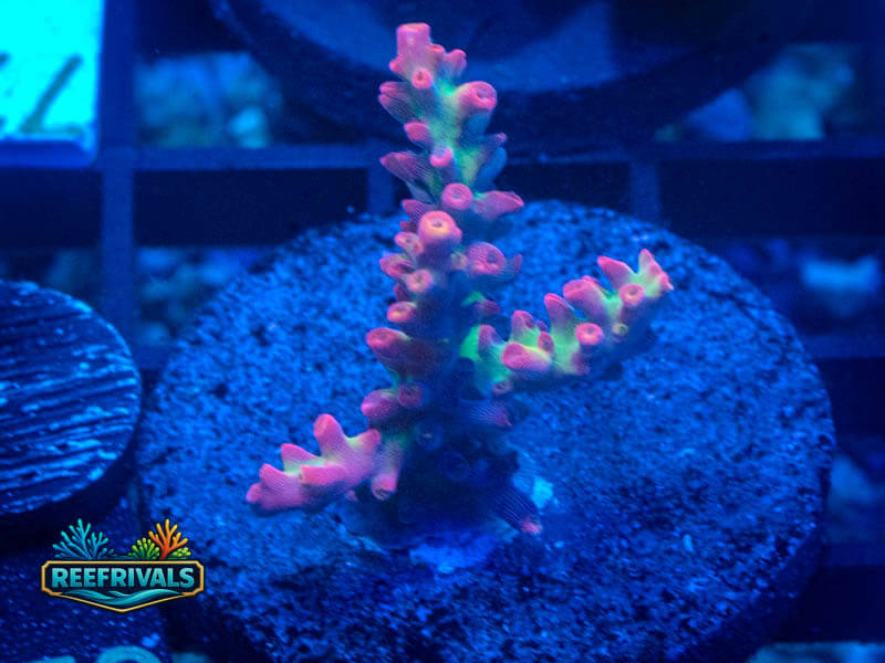 TSA Strawberry Shortcake Acro coral image from ReefRivals, listed as Acropora sp. and Acros