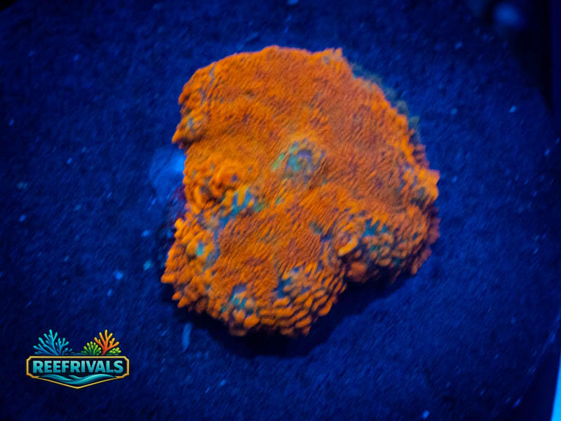 TG Forest Fire Mushroom WYSIWYG coral image | ReefRivals TG Forest Fire Mushroom coral image from ReefRivals, listed as Rhodactis spp. and Mushrooms