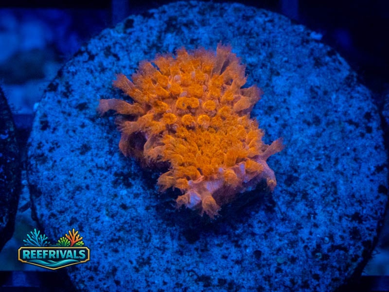 JF Burning Banana Stylo coral image from ReefRivals, listed as Stylocoeniella spp. and Soft Coral