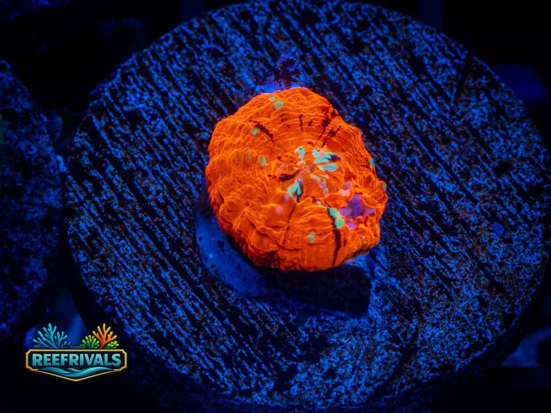 RVL Redsea Button Scoly WYSIWYG coral image | ReefRivals RVL Redsea Button Scoly coral image from ReefRivals, listed as Homophyllia sp. and LPS Fleshy