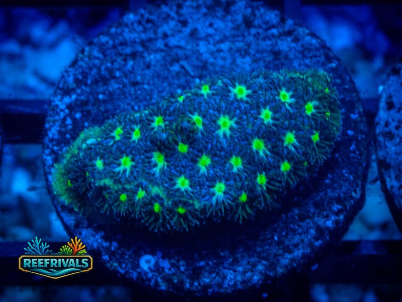 WWC Spooky Leptastrea coral image from ReefRivals, listed as Leptastrea sp. and Encrusting