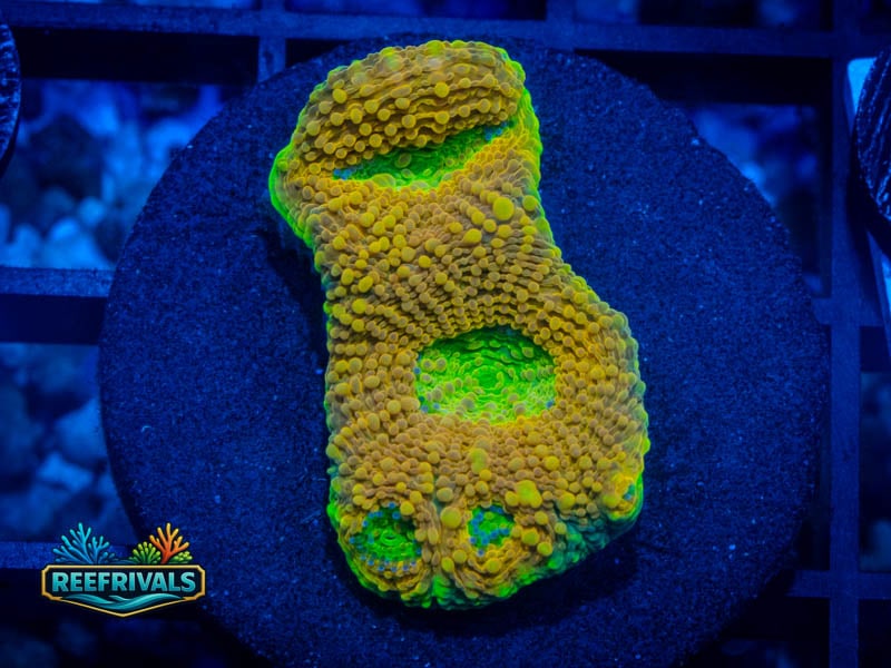 RVL Mango Tango Echinata coral image from ReefRivals, listed as Micromussa sp. and Acans