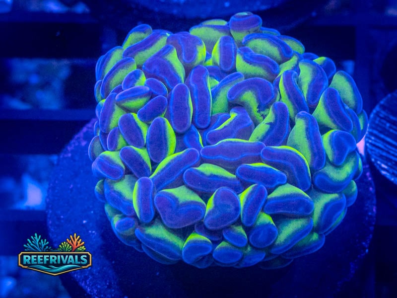 TSA Holy Grail Hammer WYSIWYG coral image | ReefRivals TSA Holy Grail Hammer coral image from ReefRivals, listed as Fimbriaphyllia ancora and Hammers