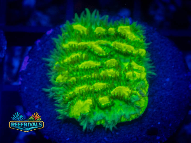 TSA Lemon Lime Hydnophora coral image from ReefRivals, listed as Hydnophora sp. and SPS Branching