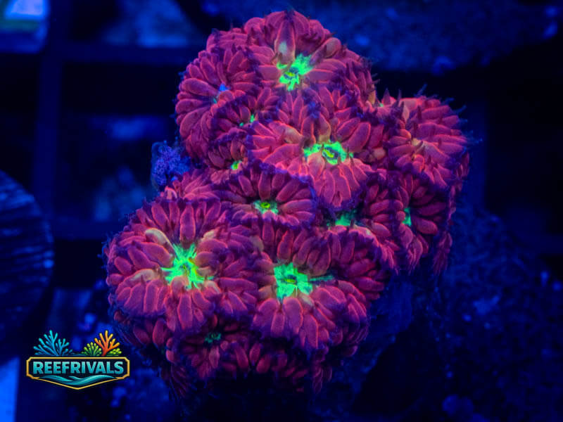 TSA Bouncing Betty Merletti Blastomussa WYSIWYG coral image | ReefRivals TSA Bouncing Betty Merletti Blastomussa coral image from ReefRivals, listed as Blastomussa sp. and LPS Fleshy