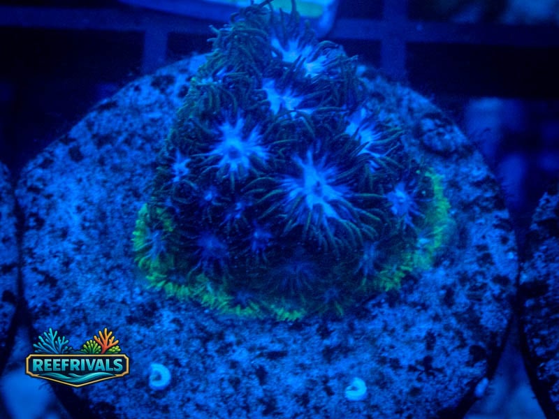 RS Mr. Freeze Leptastrea coral image from ReefRivals, listed as Leptastrea sp. and Encrusting