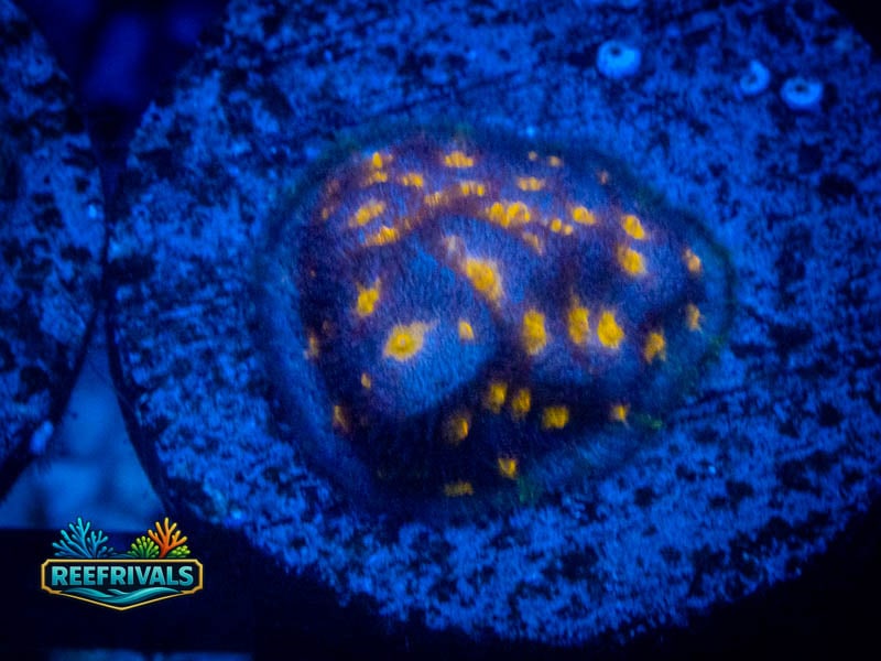 JF Outer Space Psammocora WYSIWYG coral image | ReefRivals JF Outer Space Psammocora coral image from ReefRivals, listed as Psammocora sp. and SPS Branching