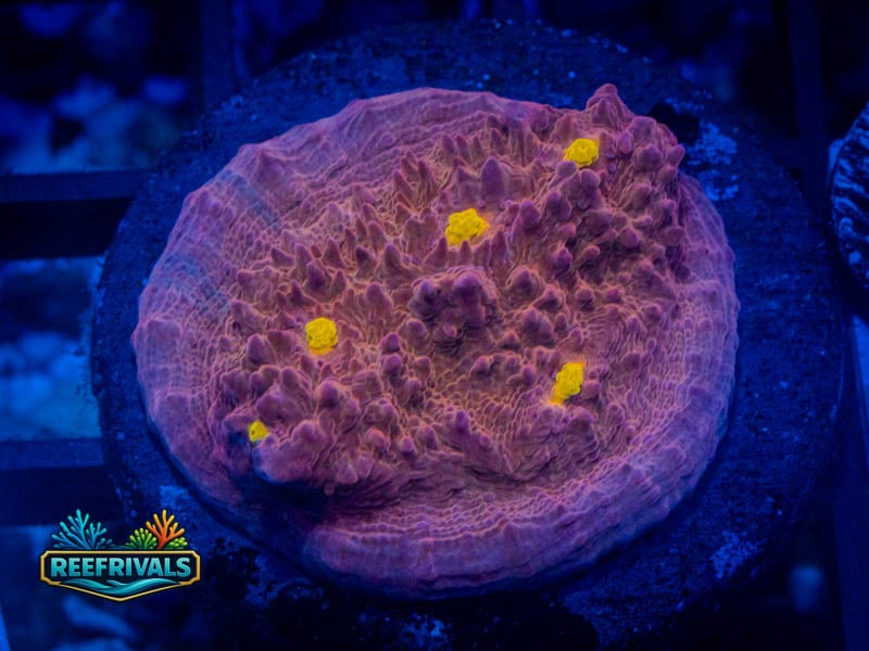 TG Golden Eye Chalice coral image from ReefRivals, listed as Echinophyllia sp. and Chalices